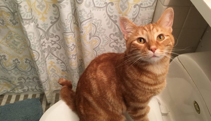 I Am Not A Cat Lady: Bathroom Buddies.